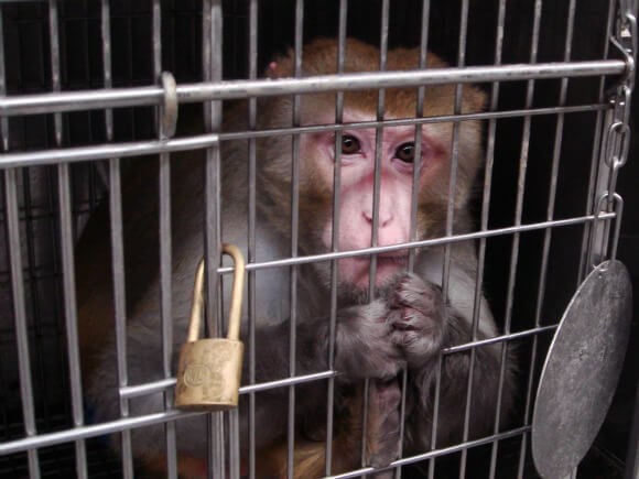 13 Eye-Opening Images of Animals in Labs | PETA