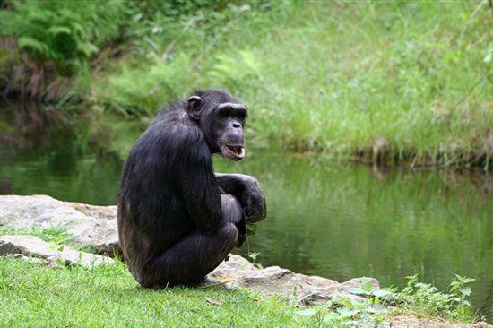 More Than 100 Nih Chimpanzees Headed To Sanctuary (update) 