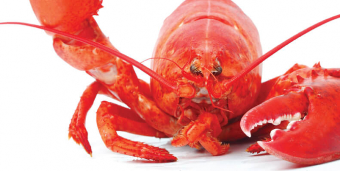 Hands Up Lobster PSA