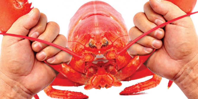 It's Tearing Us Lobster PSA