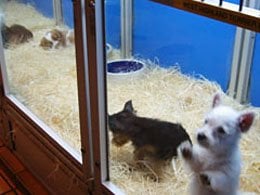 You are Not ‘Saving’ Animals When You Buy From Pet Stores | Mammals