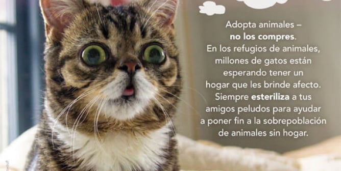 Lil Bub Adopt Spay Neuter PETA Latino