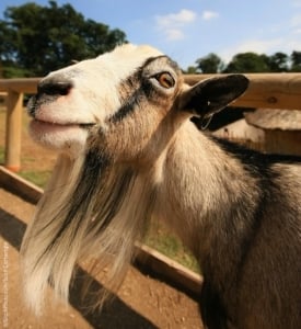 12 Goats Who Are Depending On You—and You Alone 