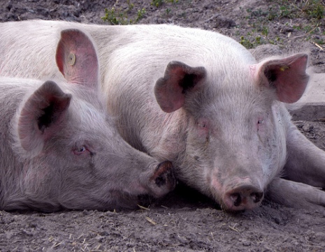Taiwan to 'Potty Train' Pigs | PETA