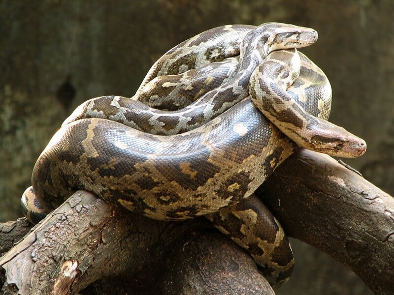 https://www.peta.org/wp-content/uploads/2013/10/python-snake.jpg