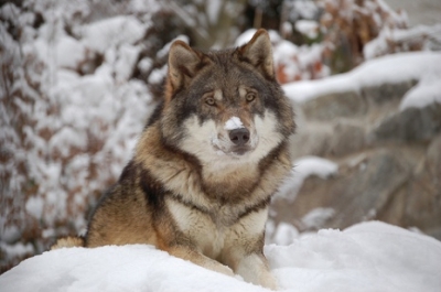 Sweden Cries Wolf—and the EU Cries Foul | PETA