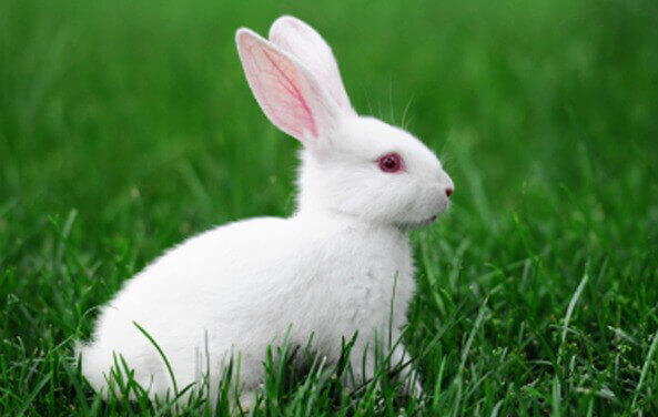 Featured Cruelty Free Company John Paul Mitchell Systems PETA