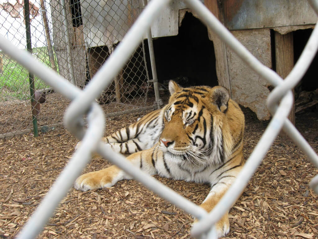 Tiger in Houston Wanders Loose—It’s Time for a Crackdown | PETA