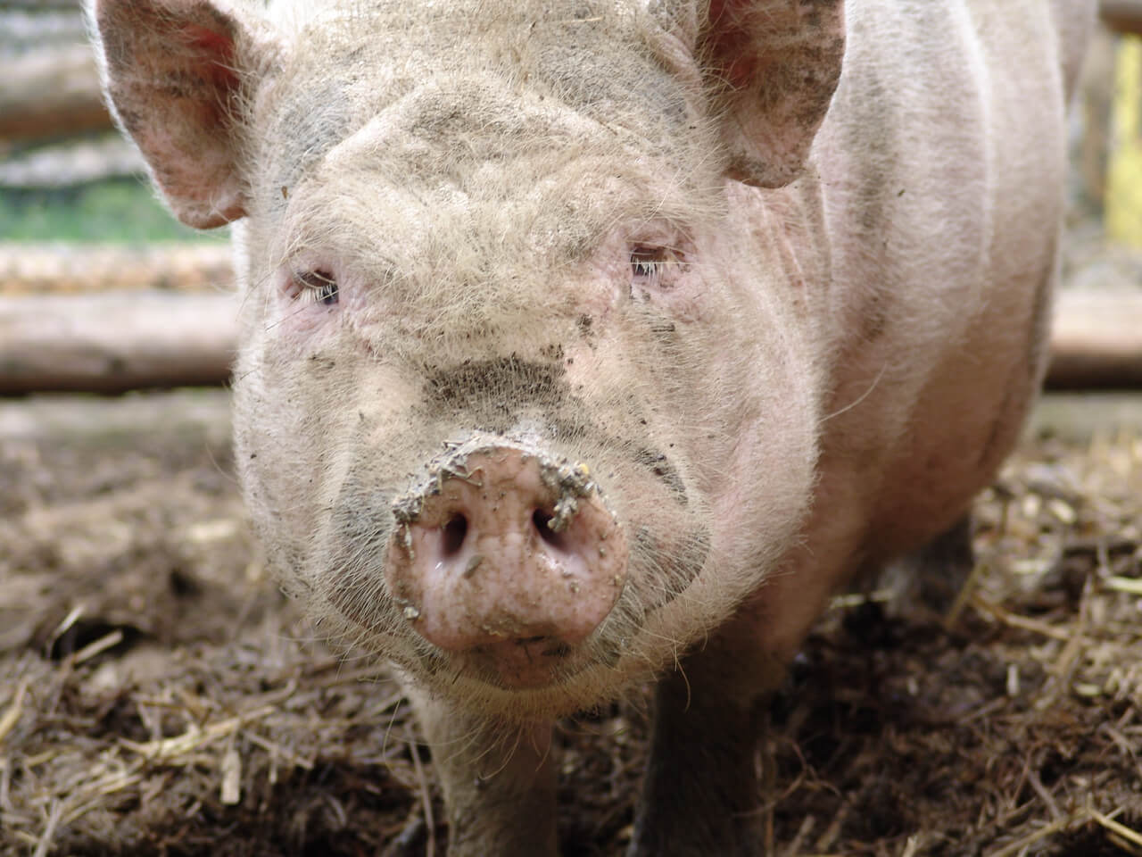 Smithfield Foods: Cruel to Pigs and Humans | PETA