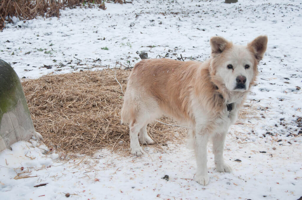 Cold chained dog in the snow during straw delivery in January 2013.