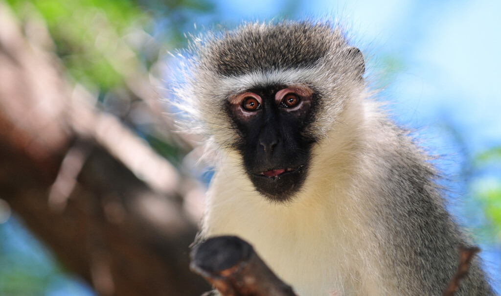 Close up photo of a vervet monkey