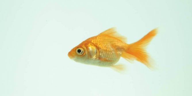small pet fish types