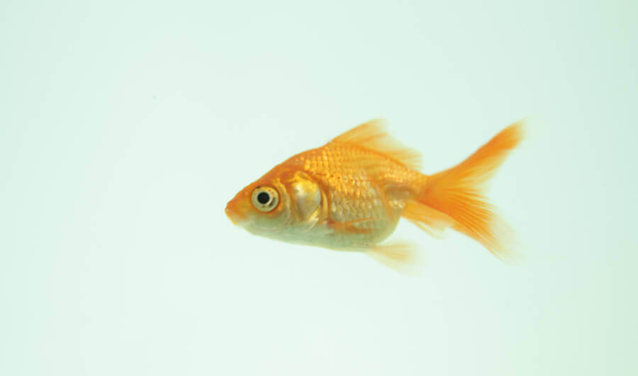 9 Reasons Why Fish Are Really Sad 'Pets 