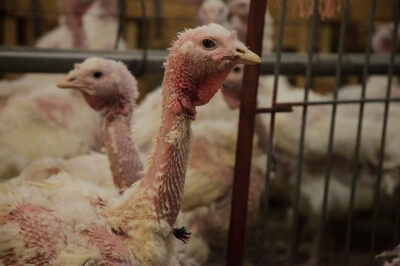 Word on the Street: Leave Turkeys off the Thanksgiving Table | PETA