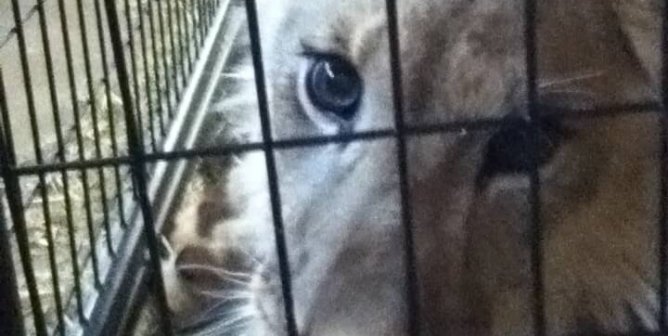 tiger cub Barry R. Kirshner Wildlife Foundation