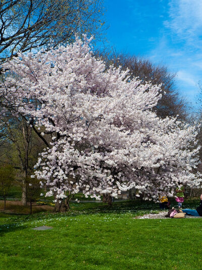 Avoid Horse-Drawn Carriages in Central Park—Do This Instead