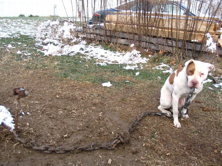 pit bull with thick chain around his neck - snow on the ground