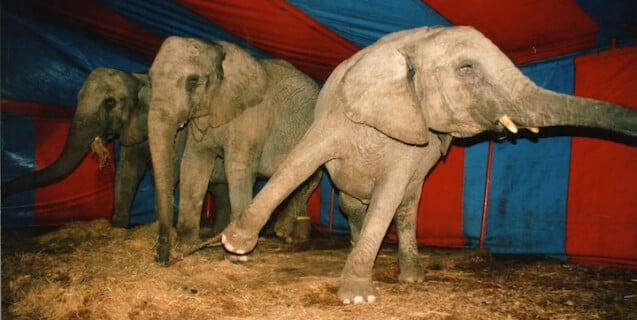 Chained circus elephants inside tent