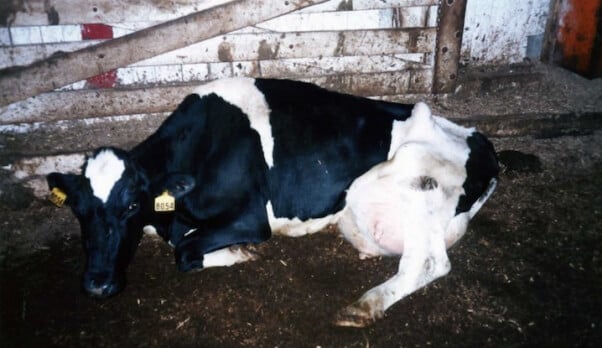 this emaciated cow proves why milk is bad