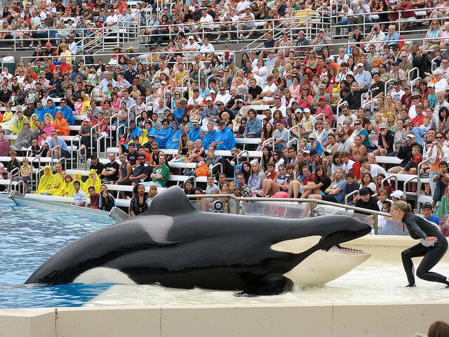 5 Ways to Fight SeaWorld Online | Actions | PETA.org