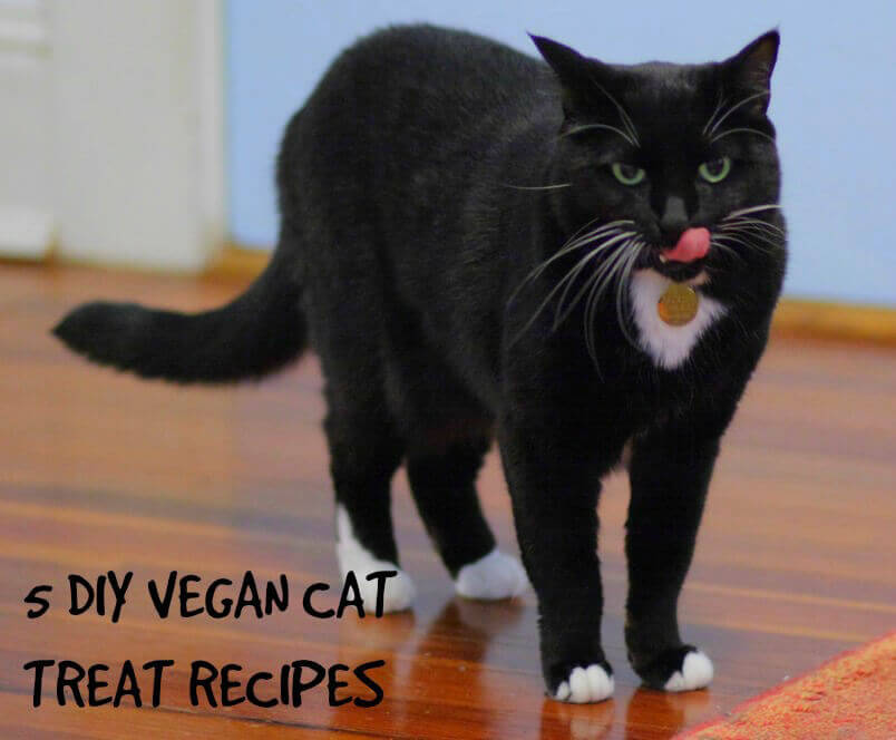 5 Easy DIY Vegan Cat Treat Recipes | PETA