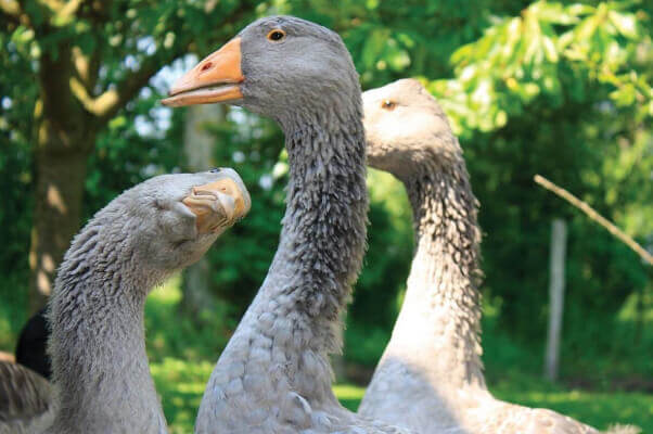 gray geese with orange beaks stand in front of green trees