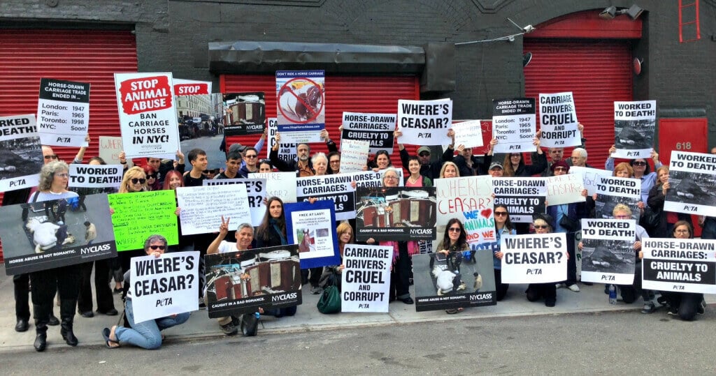 PETA and NYCLASS protesting Horse-Drawn Carriages in New York