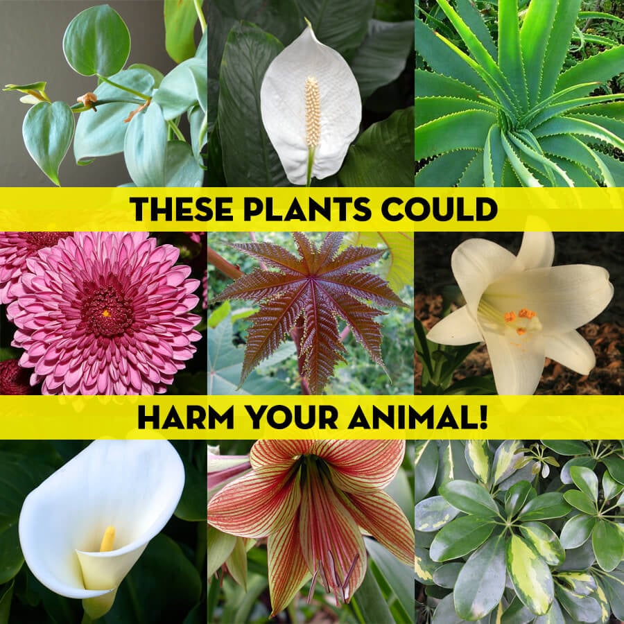 199 Poisonous Plants to Keep Away from Humans, Dogs & Cats