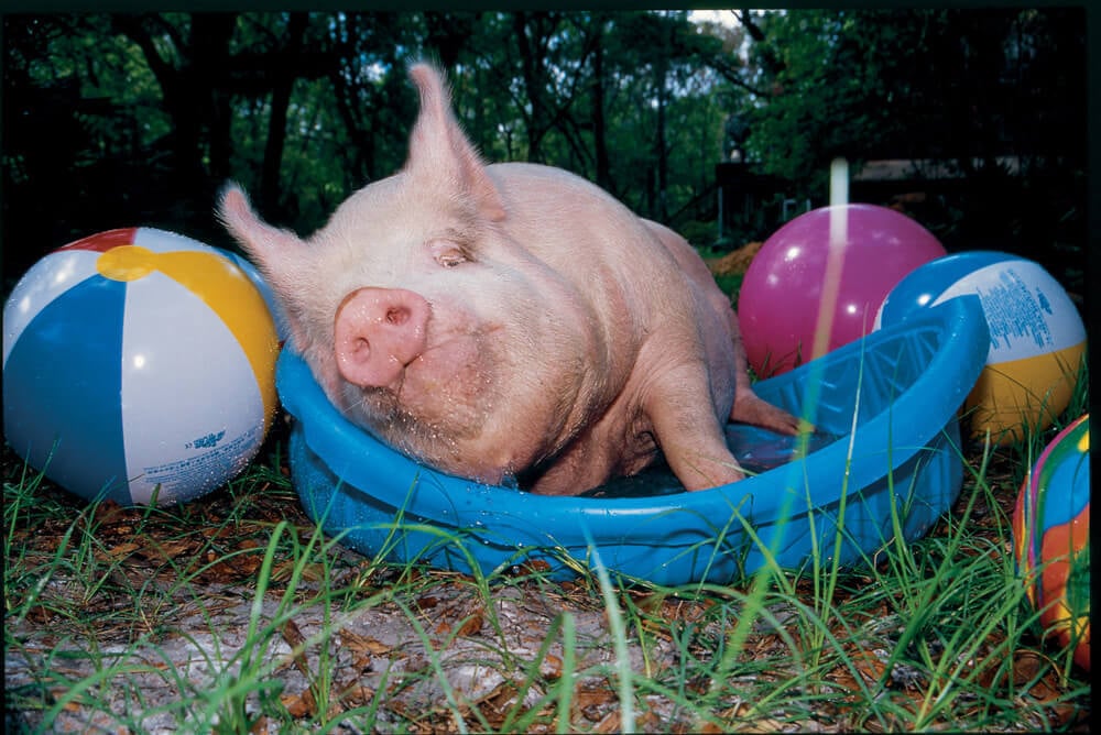 A Happy Pig Lying in a Kiddie Pool