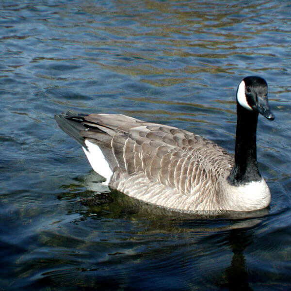 Albums 95+ Pictures Pictures Of Canadian Geese Updated