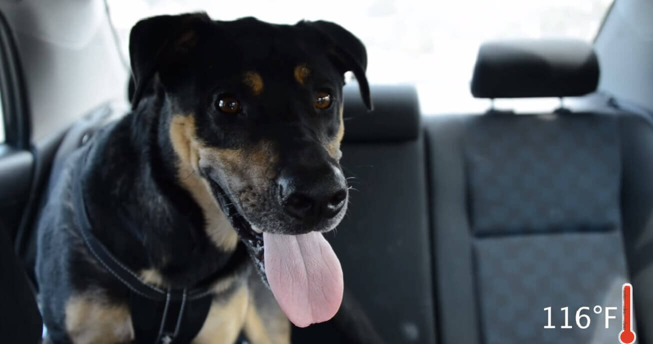 See a Dog in a Hot Car? Here's What to 