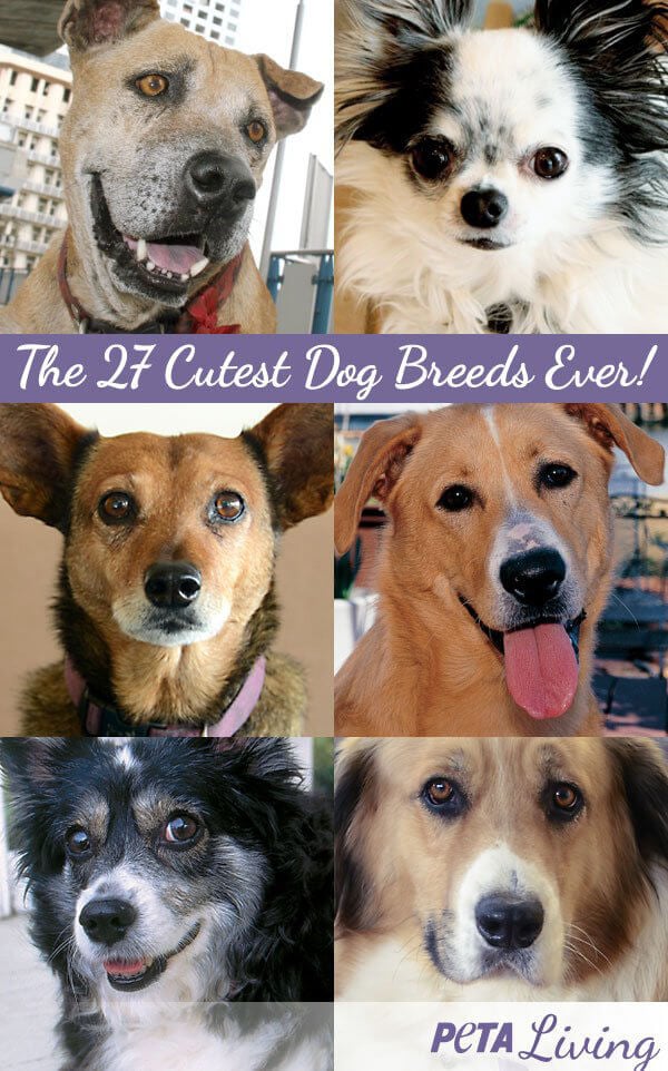 27 of the World\'s Cutest Dog Breeds (Photos) | PETA