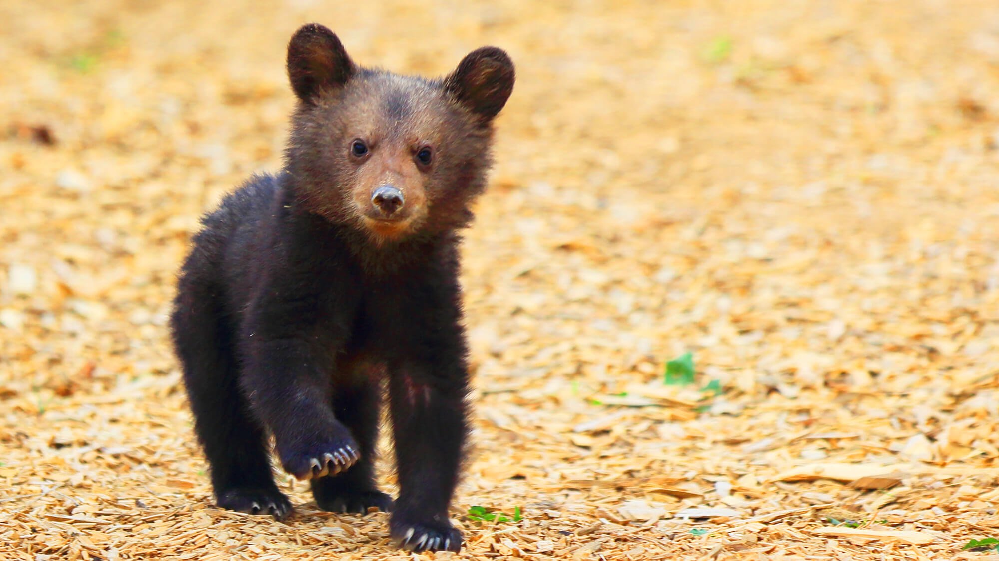 14 Pictures of the Cutest Bear Cubs You #39 ll Ever See PETA