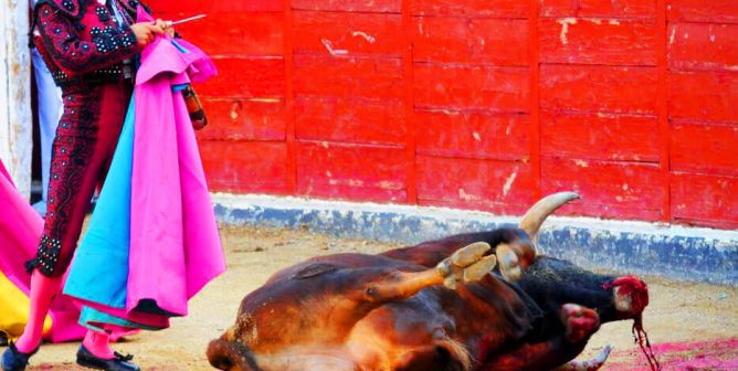 a bull is killed by a matador in a bullfight