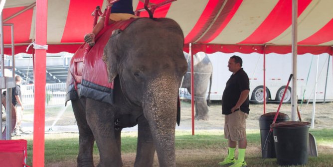 rider on elephant