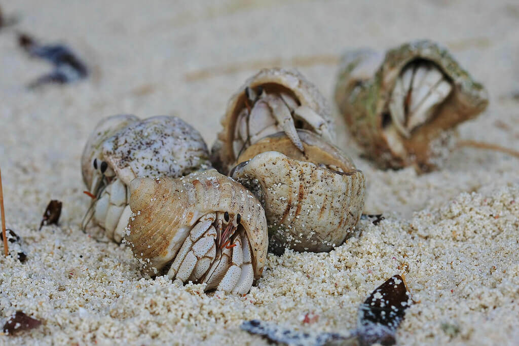 hermit crabs mating