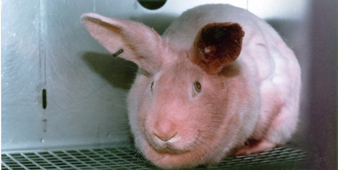 animals used for experiments