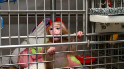 monos experiments peta monkeys nih experimentos laboratorio babies laboratorios primates crueles denuncia cruelty alone labs wasteful depression desprotegidos tweaks harlow