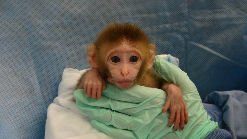 What Is Vivisection, and Is Vivisection Legal? | PETA