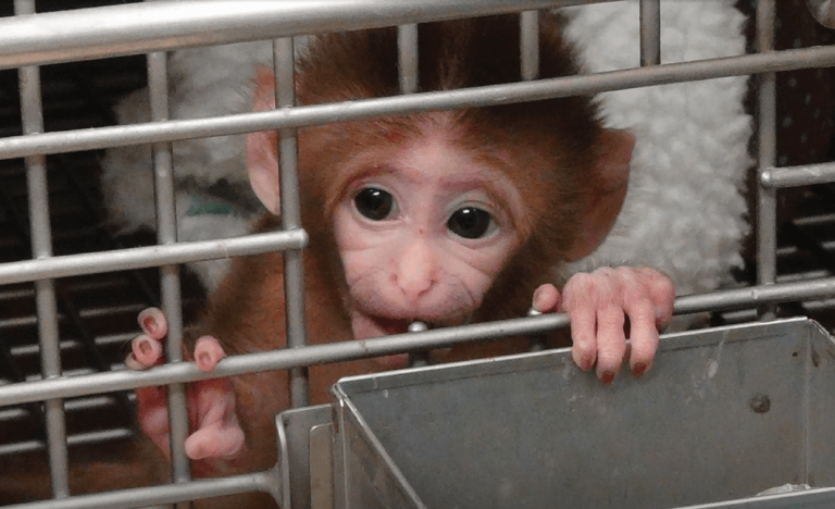 NIH Ending Baby Monkey Experiments | PETA