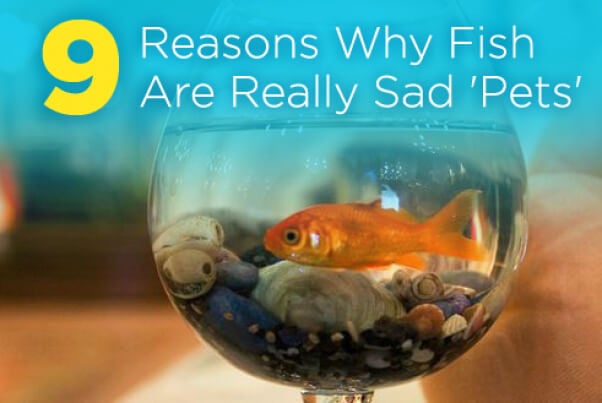 9 Reasons Fish Are Sad Pets