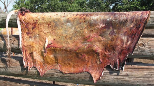 Are Cows Killed for Leather? What You Need to Know | PETA