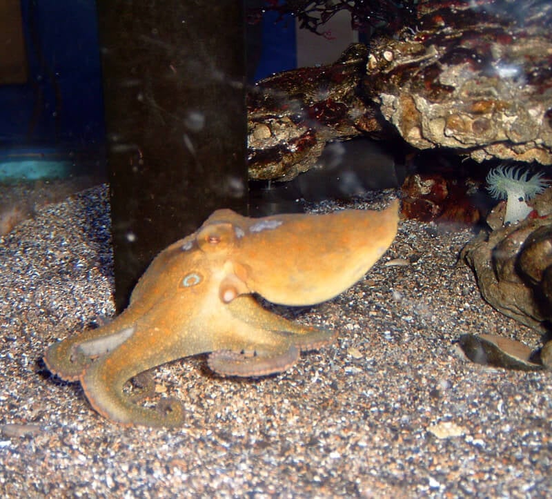 At an aquarium in Coburg, Germany, an octopus named Otto was known