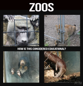 zoos educational outcome captivity conservation