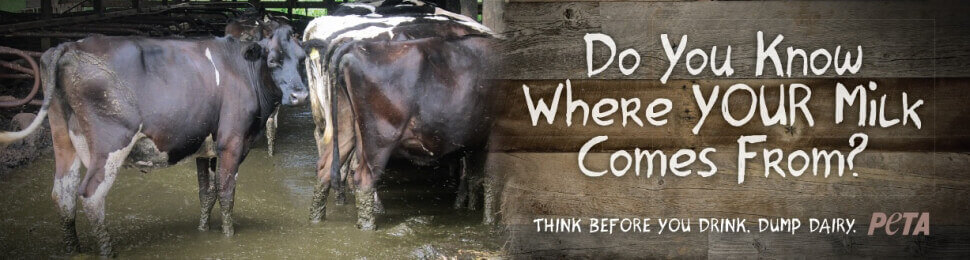 PETA ad with cows mired in manure that reads "Do you know where your milk comes from? Think before you drink. Dump dairy."