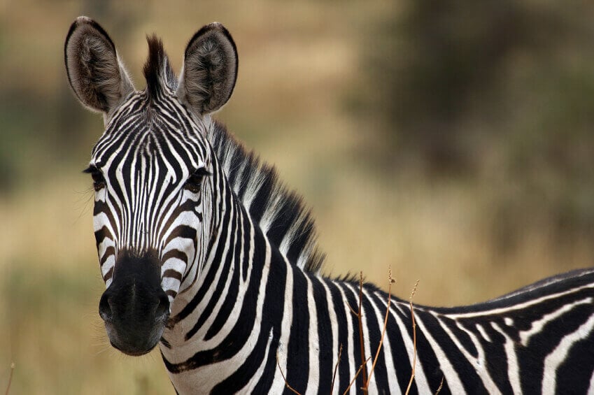 Zebras on the Lam: It's a UniverSoul Truth That Zebras Aren't ...