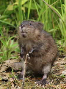 Kentucky: Urge Owensboro Officials to Halt Muskrat Massacre!