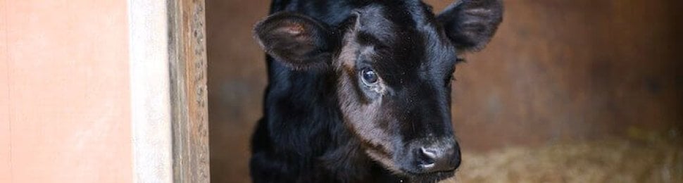 Black calf in a barn