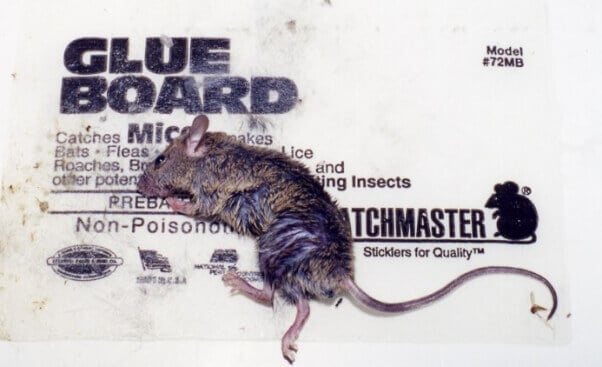 dead mouse on glue trap (scan from hard copy)