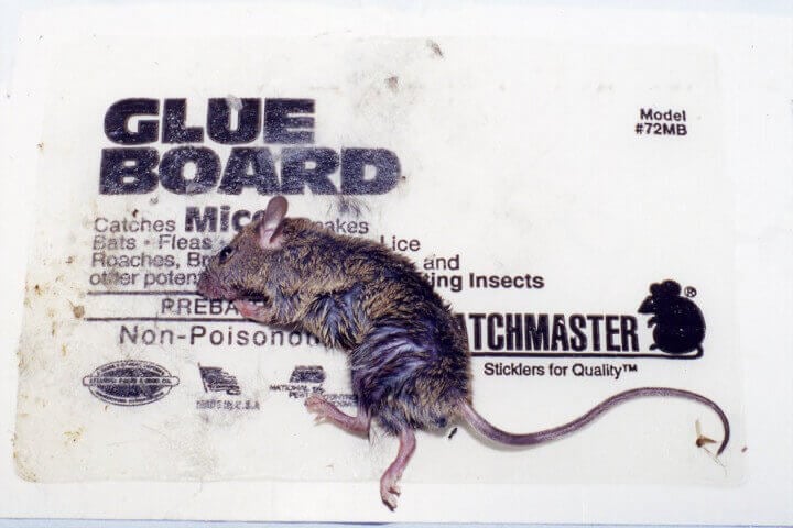 Three rats in rat glue traps. Dead rats on rat glue traps. Rats